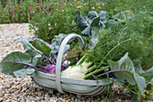 Kohlrabi; 'Azur'; bulb fennel; 'Selma';