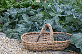 First harvest of broccoli, harvest just the head, then in six weeks you can harvest a second harvest of smaller florets