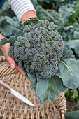 First harvest of broccoli, harvest just the head, then in six weeks you can harvest a second harvest of smaller florets