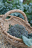 First harvest of broccoli, harvest just the head, then in six weeks you can harvest a second harvest of smaller florets