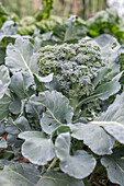 First harvest of broccoli, harvest just the head, then in six weeks you can harvest a second harvest of smaller florets