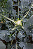 First harvest of broccoli, harvest just the head, then in six weeks you can harvest a second harvest of smaller florets