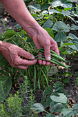 French beans