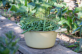 Abgeerntete Gartenbohne (Phaseolus vulgaris), in Topf bei der Ernte im heimischen Gemüsegarten