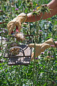 Mariendistel ernten, Köpfe mit Flugsamen abschneiden