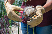 Mariendistel ernten, Köpfe mit Flugsamen abschneiden