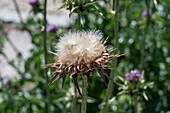 Milk thistle