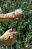 Mariendistel ernten, Köpfe mit Flugsamen abschneiden