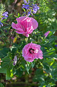 Funnel mallow; crested sage