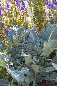 First harvest of broccoli, harvest just the head, then in six weeks you can harvest a second harvest of smaller florets