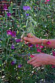 sweet pea; Matchmaker Rose'; Cranberry; Remove seed heads for longer flowering