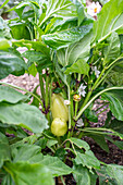 Blüte der Paprikapflanze (Capsicum) im Gemüsebeet und Früchten