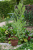 Chard &#39;Bright Lights'39; just before flowering.