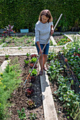 1. Planting in June; iceberg lettuce; pick lettuce; &#39;Lollo rosso'39;; loosen the soil,