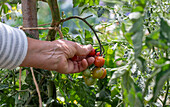 Tomatenpflanze 'Philamina' mit Früchten bei der Ernte