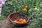 Tomatenpflanze 'Philamina' und 'Goldene Königin' an Rankhilfe mit Früchten