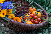 Ernte von Tomate 'Goldene Königin' und 'Philamina' im Korb mit  Feld-Rittersporn (Delphinium consolida) und Ringelblumen