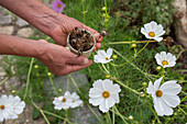 Decorative baskets from sowing to harvesting seeds