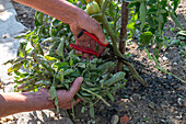 Tomatenpflanze 'Goldene Königin', 'Philamina', Blätter in Bodennähe entfernen wegen Ansteckung