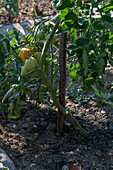 Tomatenpflanzen im Gemüsebeet, Blätter in Bodennähe entfernen wegen Ansteckung