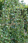 Anbau der Stangenbohne 'Neckargold' (Phaseolus vulgaris) im Gemüsegarten