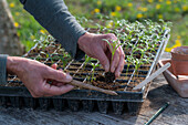 Prick out decorative baskets from sowing to seed harvest