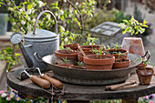 Decorative baskets from sowing to seed harvest, young plants