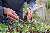 Plant sown young broccoli plants in individual pots