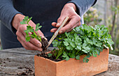 Selleriesetzlinge (Apium Graveolens) einzeln umtopfen