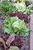 1st planting in June; iceberg lettuce; pick lettuce; &#39;Lollo rosso'39;;