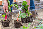 Mangold 'Bright Lights' (Beta Vulgaris), Jungpflanzen einpflanzen ins Beet