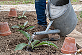 Young plants or seedlings of artichokes