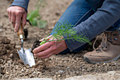 Place young plants of bulbous fennel; 'Selma'; in the bed