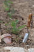 JJungpflanzen von Knollenfenchel 'Selma' (Foeniculum Vulgare) ins Beet einpflanzen