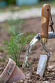 Water young plants of bulbous fennel; 'Selma';