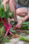 Ernte von Mangold 'Bright Lights' (Beta Vulgaris) im Gemüsebeet