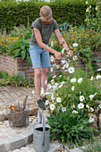 Decorative baskets from sowing to seed harvesting, cutting out what has faded