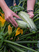 Ernte von Zucchini (Curcurbita pepo), Früchte im Korb