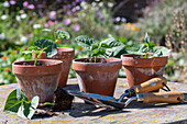 second sowing bush beans; Young plants