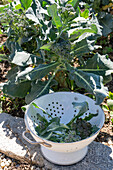 Erste Ernte von Brokkoli, nur den Kopf, dann in sechs Wochen eine zweite Ernte mit kleineren Röschen ernten (Brassica oleracea 'italica')