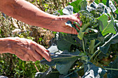 Erste Ernte von Brokkoli, nur den Kopf, dann in sechs Wochen eine zweite Ernte mit kleineren Röschen ernten (Brassica oleracea 'italica')