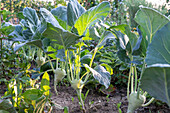 Kohlrabi (Brassica oleracea gongylodes), Knollen und Pflanze im Beet