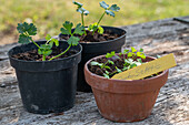 Ausgesäten Staudensellerie (Apium graveolens) in einzelne Töpfen umpflanzen