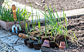 Salsify; plant leeks after the ice saints