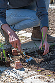 Salsify; plant leeks after the ice saints