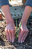 Salsify; plant leeks after the ice saints