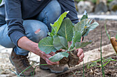 Jungpflanzen von Brokkoli (Brassica oleracea) 'Italica' nach den Eisheiligen ins Beet pflanzen und angießen