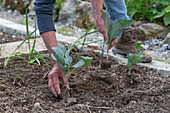 Jungpflanzen von Brokkoli (Brassica oleracea) 'Italica' nach den Eisheiligen ins Beet pflanzen und angießen