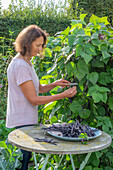 Frau bei der Ernte von schwarzen Stangenbohnen (Phaseolus vulgaris) 'Blaue Hilde', abschneiden der Schoten