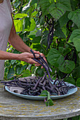 Frau bei der Ernte von schwarzen Stangenbohnen (Phaseolus vulgaris) 'Blaue Hilde', abschneiden der Schoten